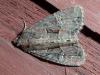 Mesapamea sp.